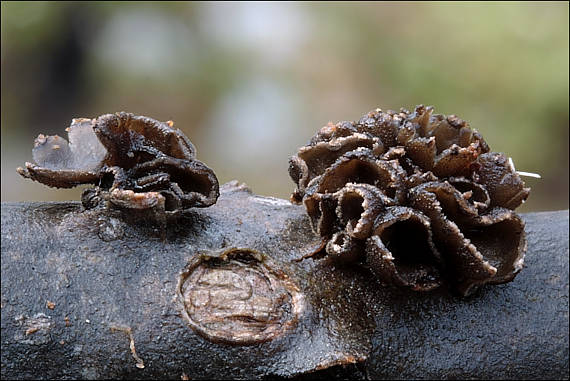 dutinovka lužná Sclerencoelia fascicularis (Alb. & Schwein.) P. Karst.