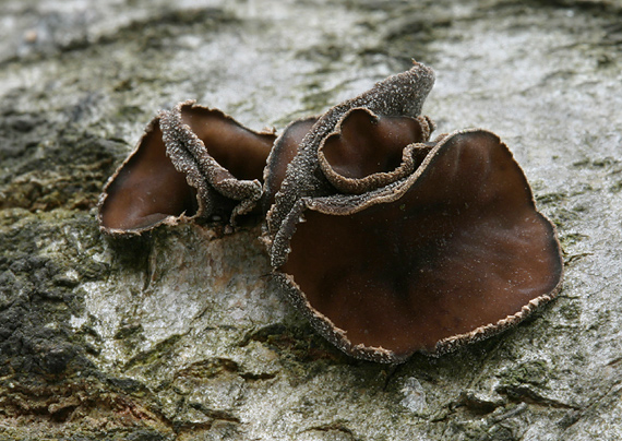 dutinovka lužná Sclerencoelia fascicularis (Alb. & Schwein.) P. Karst.