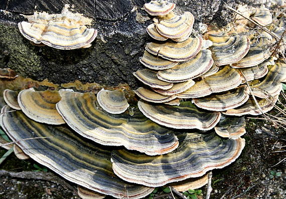 trúdnikovec pestrý Trametes versicolor (L.) Lloyd