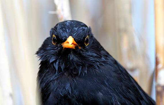 drozd čierny Turdus merula L.