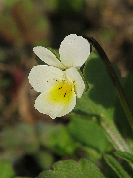 fialka roľná Viola arvensis Murray