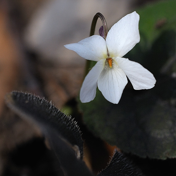 fialka voňavá-albín Viola odorata L.