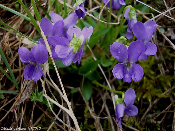 fialka Viola sp.