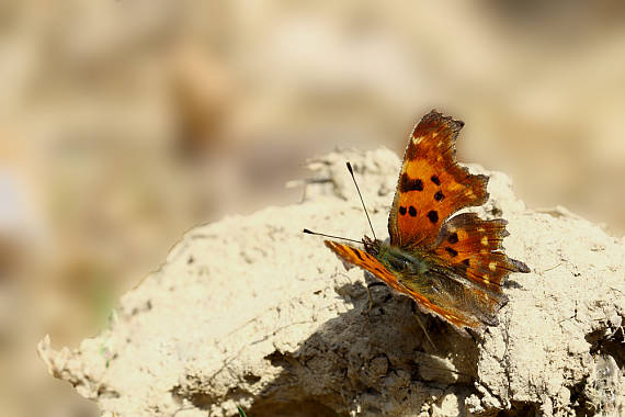 polygonia C-album bábôčka biele C