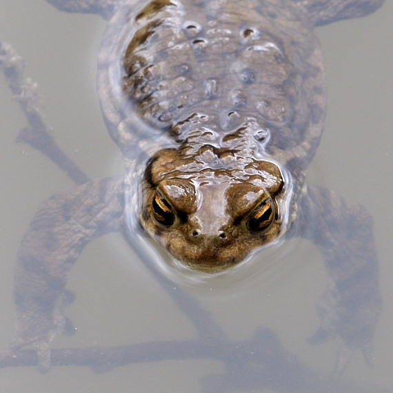 ropucha bradavičnatá bufo bufo