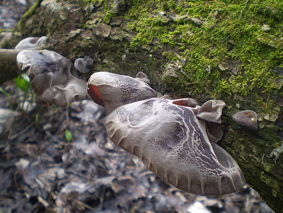 uchovec bazový Auricularia auricula-judae (Bull.) Quél.