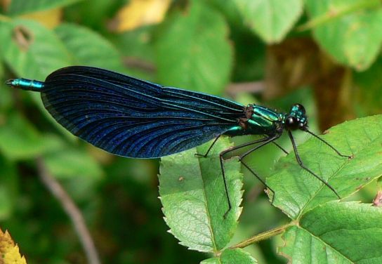 hadovka obyčajná - motýlice obecná Calopteryx virgo L. 1758