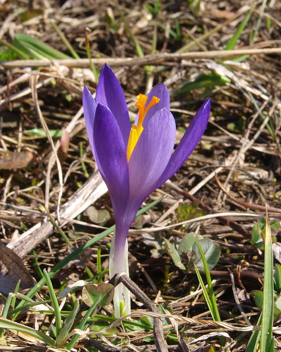 šafran spišský Crocus discolor G. Reuss