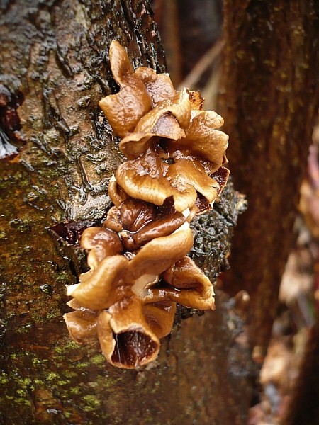 dutinovka otrubnatá Encoelia furfuracea (Roth) P. Karst.