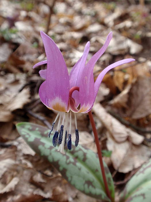 kandik psí Erythronium dens-canis L.