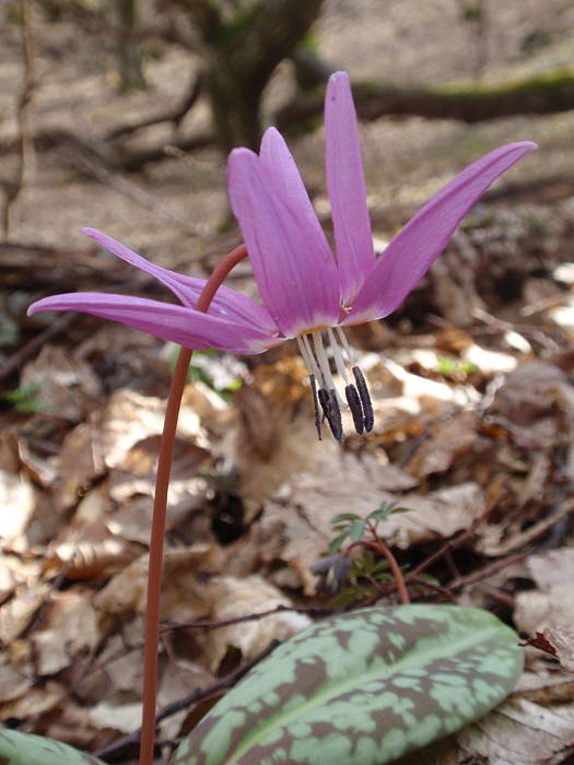 kandik psí Erythronium dens-canis L.