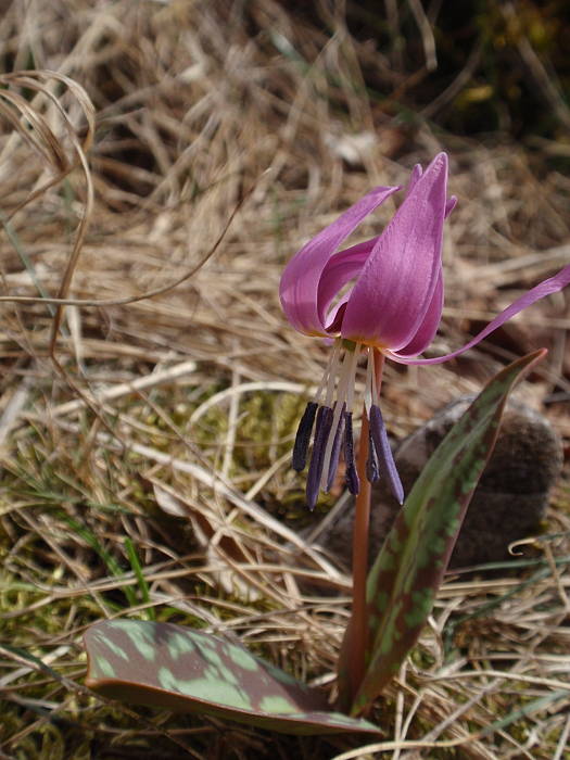 kandik psí Erythronium dens-canis L.