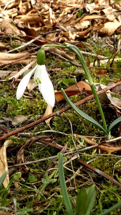 snežienka jarná Galanthus nivalis L.