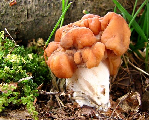 ušiak obrovský ??? Gyromitra gigas (Krombh.) Cooke