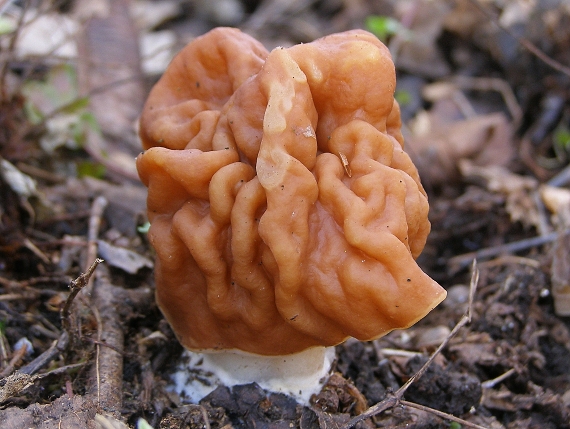 ušiak obrovský-ušák obrovský Gyromitra gigas (Krombh.) Cooke