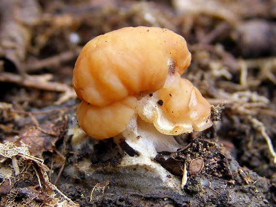 ušiak-ucháč Gyromitra sp.