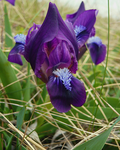 kosatec nízky Iris pumila L.