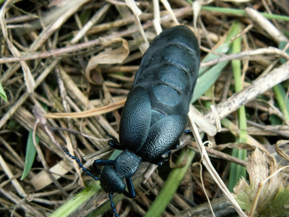 májka obyčajná Meloe proscarabaeus