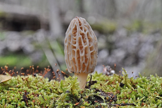 smrčok kužeľovitý Morchella conica Pers.