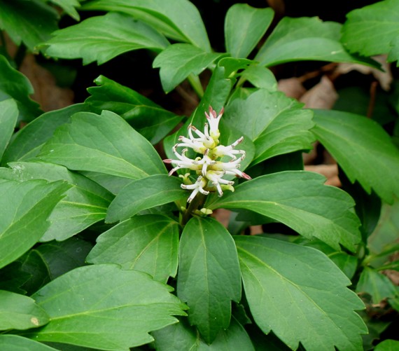 pachysandra vrcholova Pachysandra terminalis