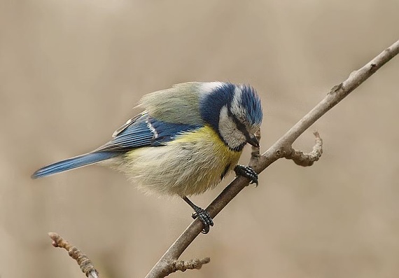 sýkorka belasá Parus caeruleus