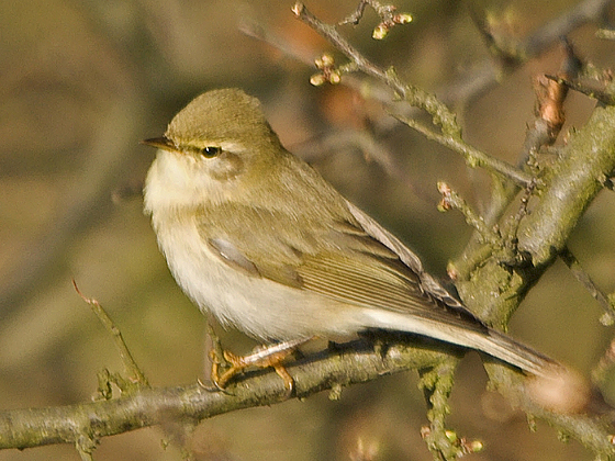 kolibkárik čipčavý  Phylloscopus collybita  Romagn.