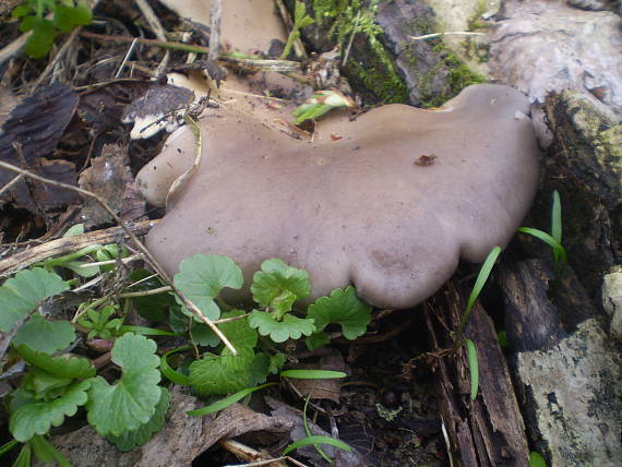 hliva ustricovitá Pleurotus ostreatus (Jacq.) P. Kumm.