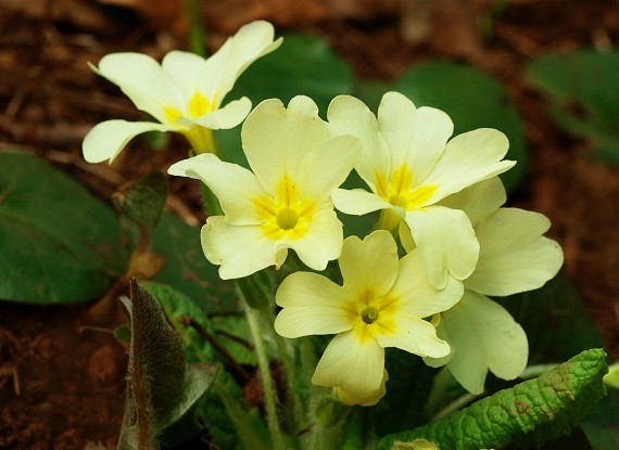 prvosienka bezbyľová Primula acaulis (L.) L.