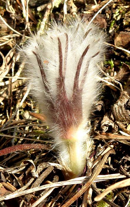 poniklec Pulsatilla sp.