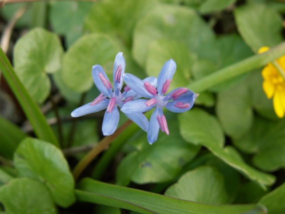 scila dvojlistá Scilla bifolia agg. L.