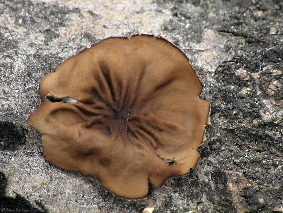 dutinovka lužná Sclerencoelia fascicularis (Alb. & Schwein.) P. Karst.