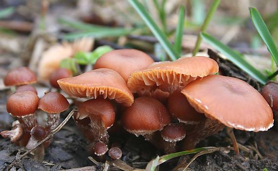 smeťovka zimná Tubaria furfuracea (Pers.) Gillet