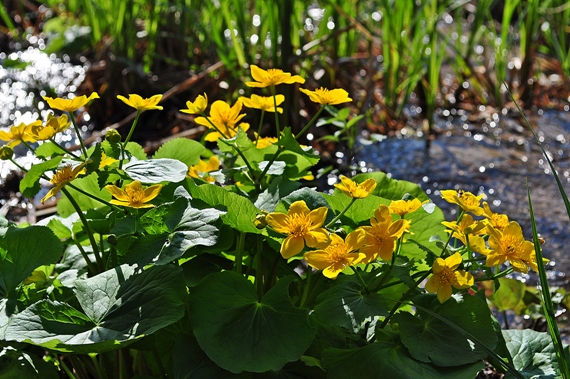 záružlie močiarne Caltha palustris L.