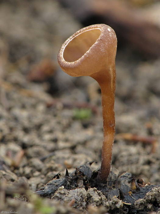 jahňadka obyčajná Ciboria amentacea (Balb.) Fuckel