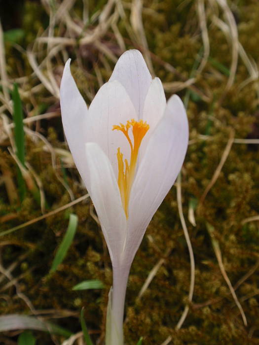 šafran spišský Crocus discolor G. Reuss