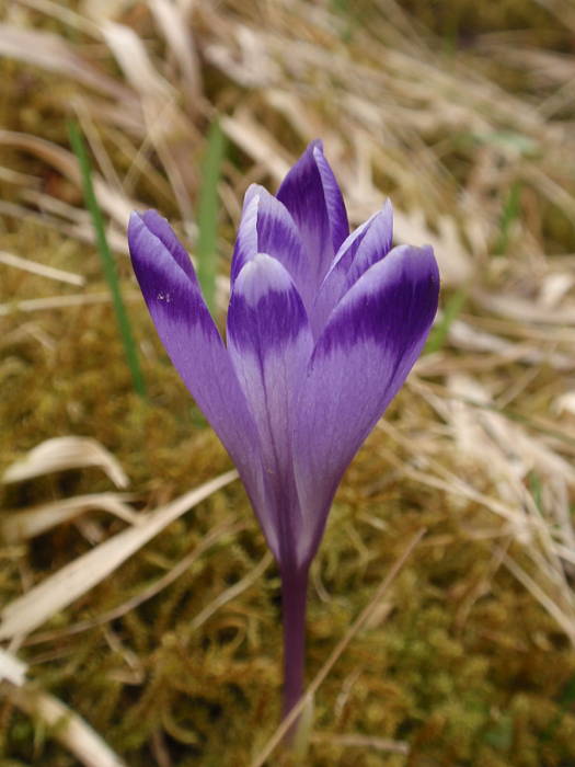 šafran spišský Crocus discolor G. Reuss