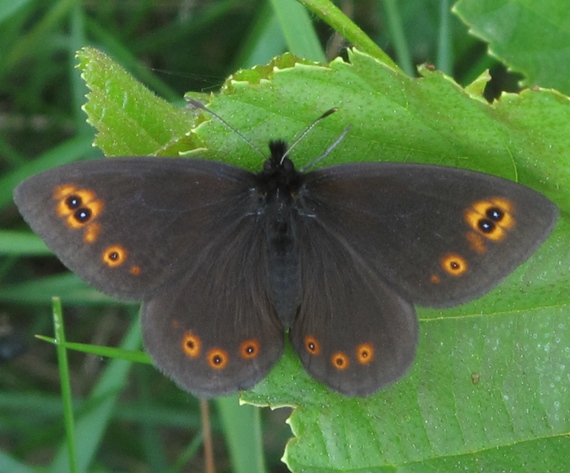 ockan prstovkovy Erebia medusa