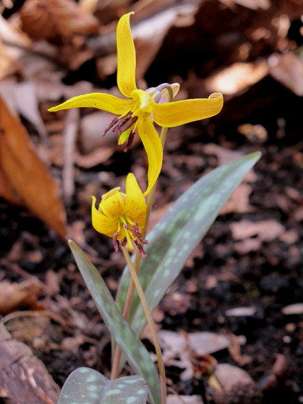 kandik  Erythronium americanum