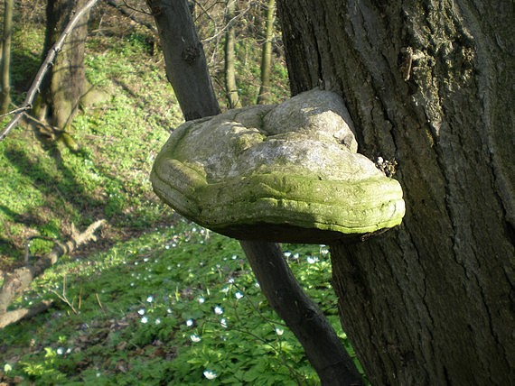 práchnovec kopytovitý Fomes fomentarius (L.) J.J. Kickx