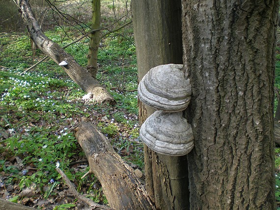 práchnovec kopytovitý Fomes fomentarius (L.) J.J. Kickx