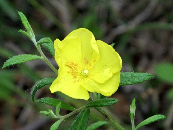 frostweed Helianthemum canadense