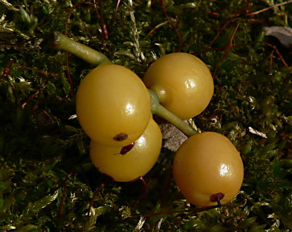 imelovec európsky - ochmet evropský Loranthus europaeus Jacq.