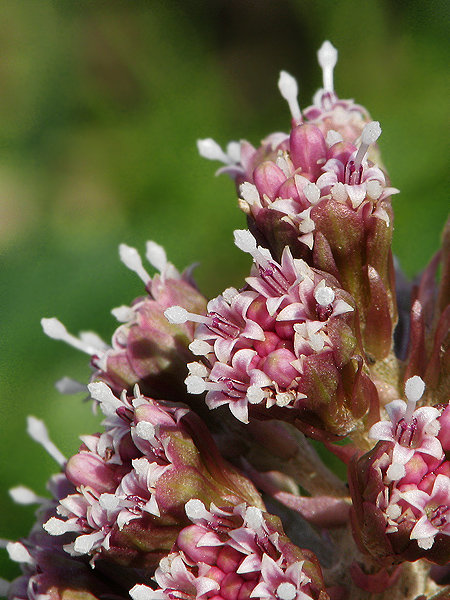 deväťsil lekársky Petasites hybridus (L.) P. Gaertn., B. Mey. et Scherb.