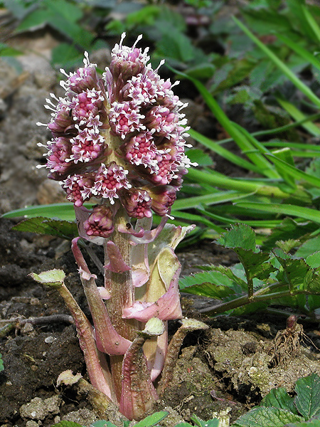 deväťsil lekársky Petasites hybridus (L.) P. Gaertn., B. Mey. et Scherb.