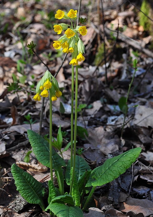 prvosienka jarná Primula veris L.