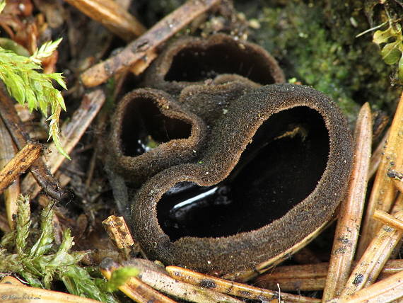 misôčka černastá Pseudoplectania nigrella (Pers.) Fuckel