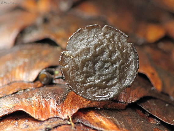 jahňadka smreková Rutstroemia bulgarioides (P. Karst.) P. Karst.