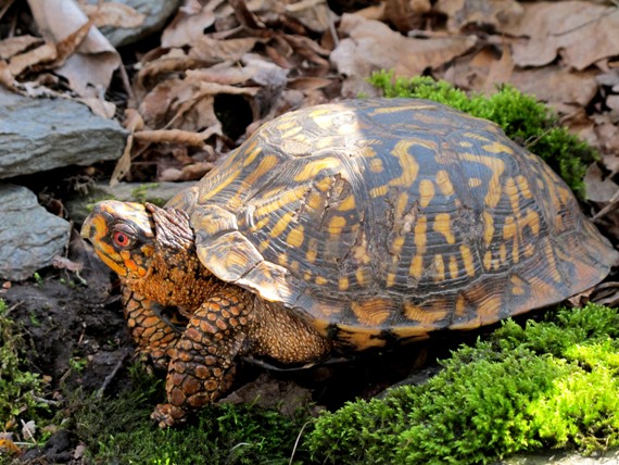 eastern box turtle Terrapene Carolina carolina