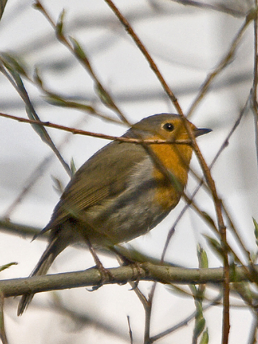 slávik červienka    Erithacus rubecula