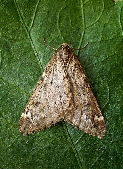 piadivka marcová Alsophila aescularia Denis & Schiffermüller